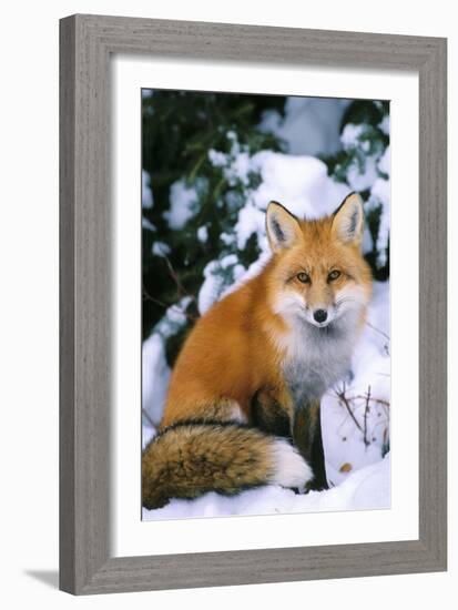 Red Fox in Snow-null-Framed Photographic Print