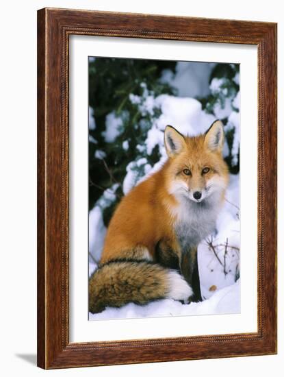 Red Fox in Snow-null-Framed Photographic Print