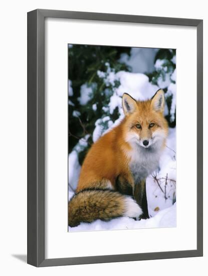 Red Fox in Snow-null-Framed Photographic Print