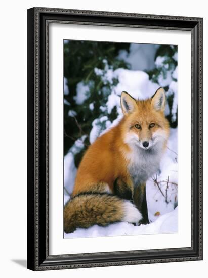 Red Fox in Snow-null-Framed Photographic Print