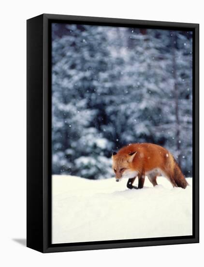 Red Fox in Snowy Woods-John Luke-Framed Premier Image Canvas