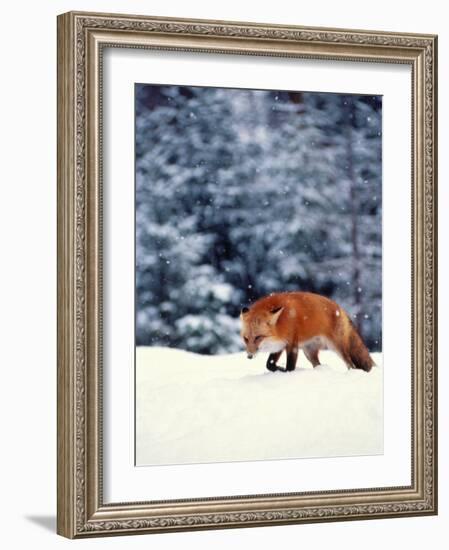 Red Fox in Snowy Woods-John Luke-Framed Photographic Print