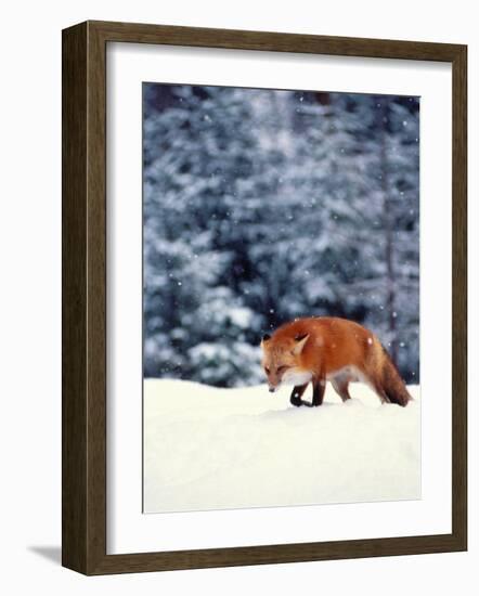 Red Fox in Snowy Woods-John Luke-Framed Photographic Print