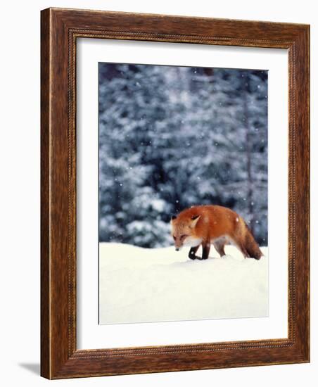 Red Fox in Snowy Woods-John Luke-Framed Photographic Print