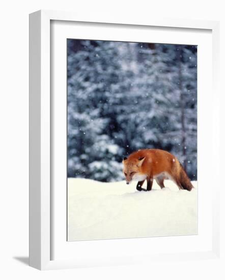 Red Fox in Snowy Woods-John Luke-Framed Photographic Print