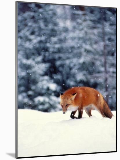 Red Fox in Snowy Woods-John Luke-Mounted Photographic Print