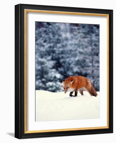 Red Fox in Snowy Woods-John Luke-Framed Photographic Print