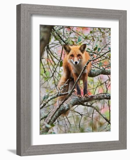 Red Fox in Tree-Adam Jones-Framed Photographic Print