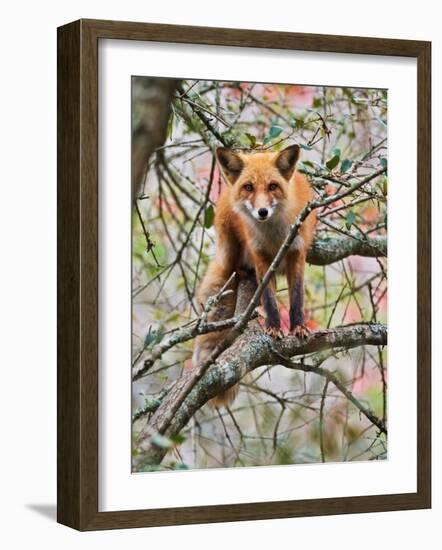 Red Fox in Tree-Adam Jones-Framed Photographic Print