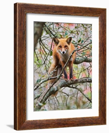 Red Fox in Tree-Adam Jones-Framed Photographic Print