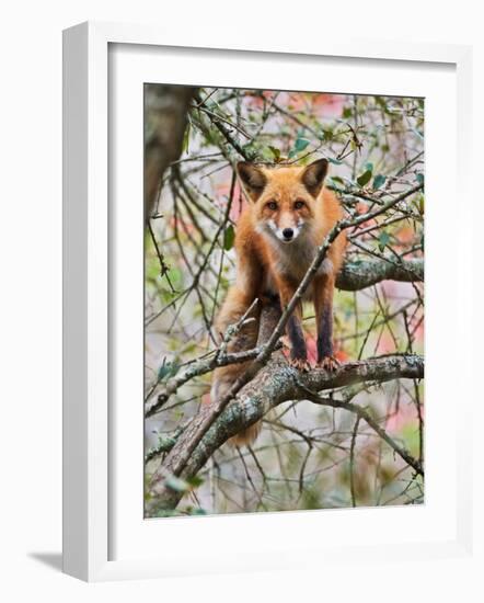 Red Fox in Tree-Adam Jones-Framed Photographic Print