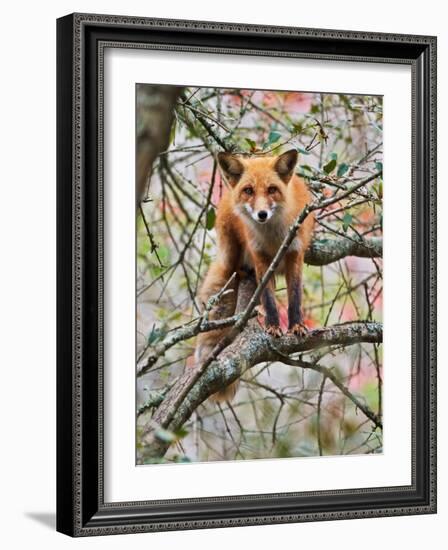 Red Fox in Tree-Adam Jones-Framed Photographic Print