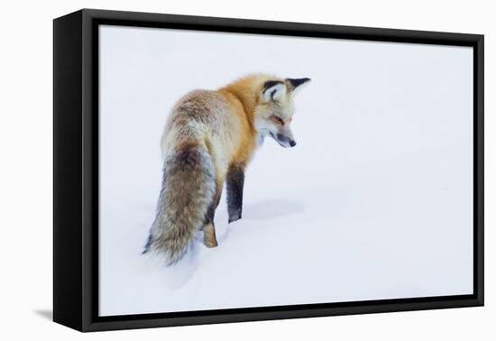 Red Fox in Winter-Ken Archer-Framed Premier Image Canvas