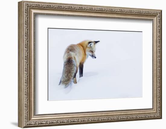 Red Fox in Winter-Ken Archer-Framed Photographic Print