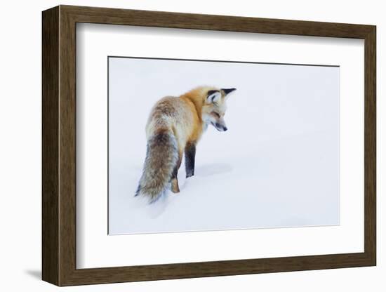 Red Fox in Winter-Ken Archer-Framed Photographic Print