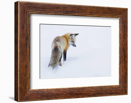 Red Fox in Winter-Ken Archer-Framed Photographic Print