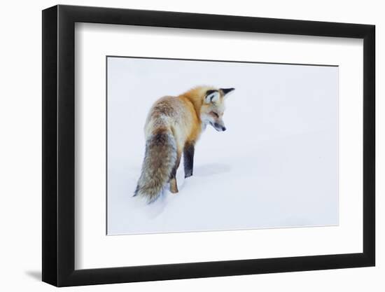 Red Fox in Winter-Ken Archer-Framed Photographic Print