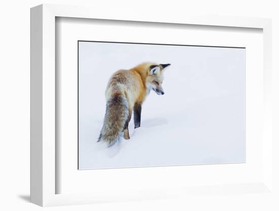 Red Fox in Winter-Ken Archer-Framed Photographic Print