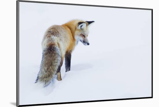 Red Fox in Winter-Ken Archer-Mounted Photographic Print