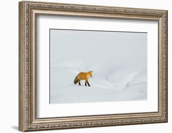 Red Fox in Winter-Ken Archer-Framed Photographic Print