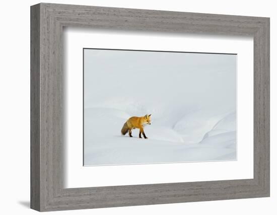 Red Fox in Winter-Ken Archer-Framed Photographic Print