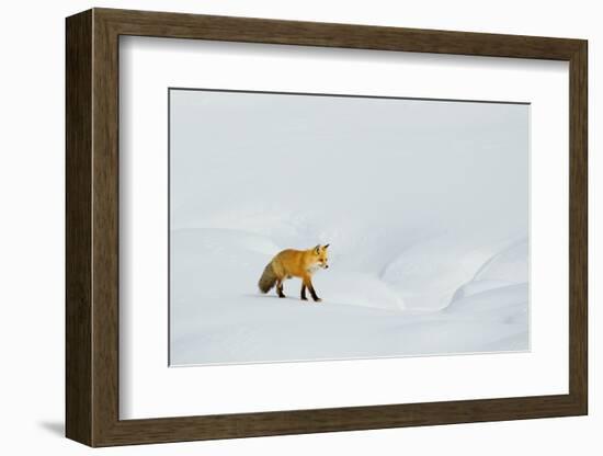 Red Fox in Winter-Ken Archer-Framed Photographic Print