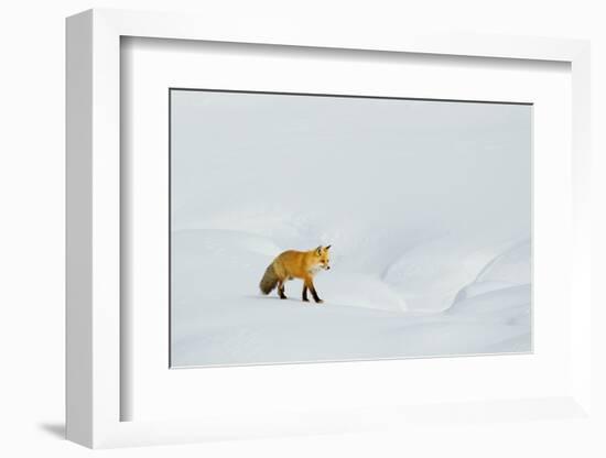 Red Fox in Winter-Ken Archer-Framed Photographic Print