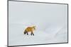 Red Fox in Winter-Ken Archer-Mounted Photographic Print