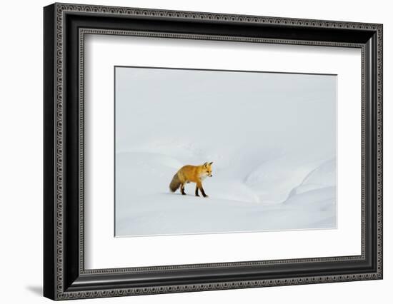 Red Fox in Winter-Ken Archer-Framed Photographic Print