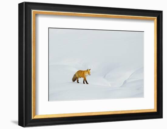 Red Fox in Winter-Ken Archer-Framed Photographic Print