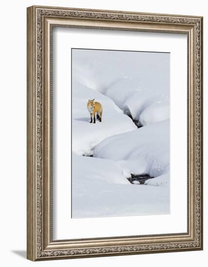 Red Fox in Winter-Ken Archer-Framed Photographic Print