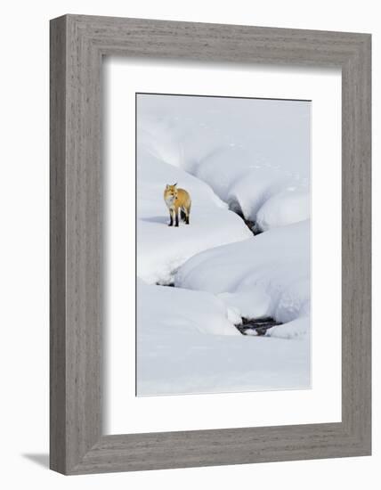 Red Fox in Winter-Ken Archer-Framed Photographic Print