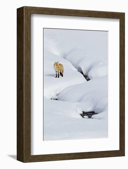 Red Fox in Winter-Ken Archer-Framed Photographic Print