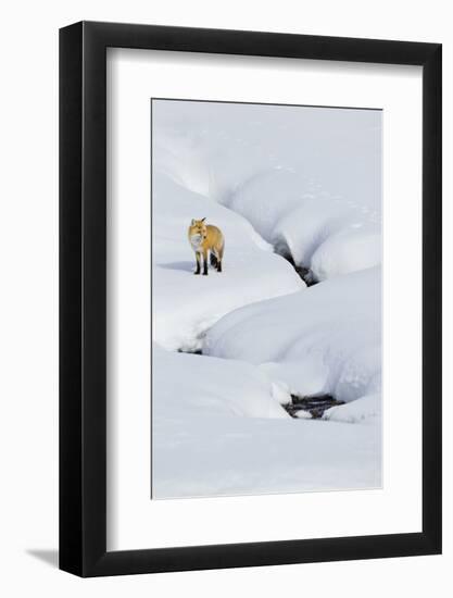 Red Fox in Winter-Ken Archer-Framed Photographic Print