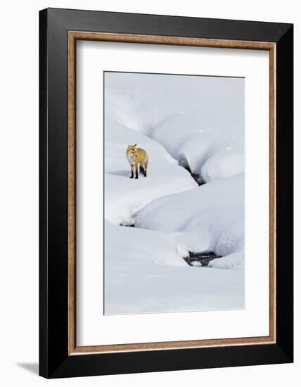 Red Fox in Winter-Ken Archer-Framed Photographic Print