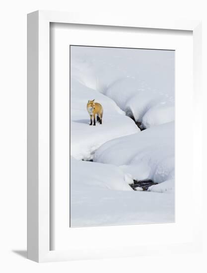 Red Fox in Winter-Ken Archer-Framed Photographic Print