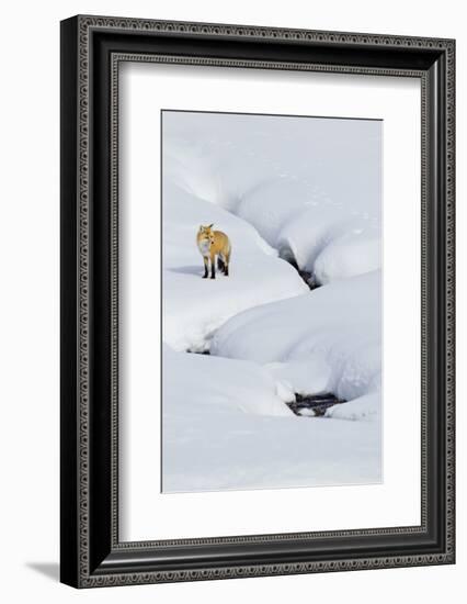 Red Fox in Winter-Ken Archer-Framed Photographic Print