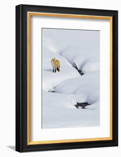 Red Fox in Winter-Ken Archer-Framed Photographic Print