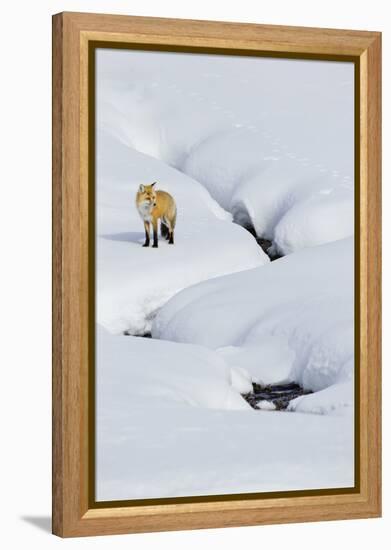 Red Fox in Winter-Ken Archer-Framed Premier Image Canvas