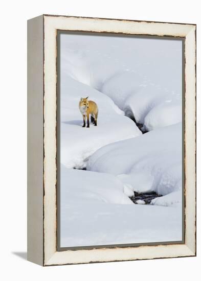 Red Fox in Winter-Ken Archer-Framed Premier Image Canvas