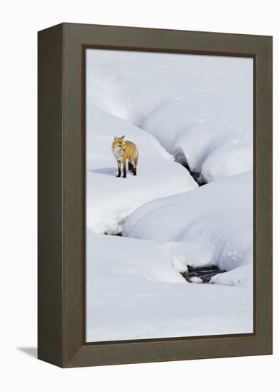 Red Fox in Winter-Ken Archer-Framed Premier Image Canvas