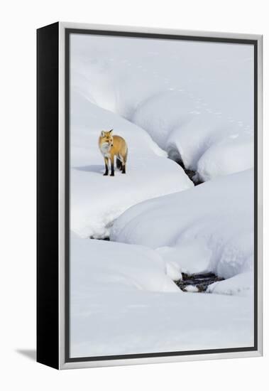 Red Fox in Winter-Ken Archer-Framed Premier Image Canvas