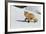 Red Fox in Winter-Ken Archer-Framed Photographic Print