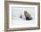 Red Fox in Winter-Ken Archer-Framed Photographic Print