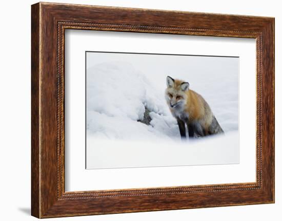 Red Fox in Winter-Ken Archer-Framed Photographic Print