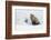 Red Fox in Winter-Ken Archer-Framed Photographic Print