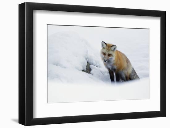 Red Fox in Winter-Ken Archer-Framed Photographic Print