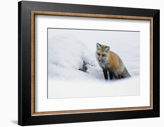 Red Fox in Winter-Ken Archer-Framed Photographic Print