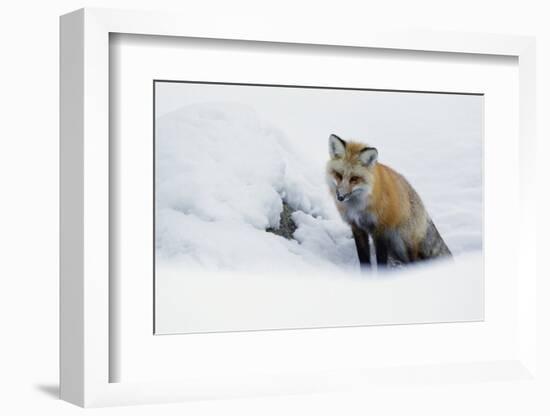 Red Fox in Winter-Ken Archer-Framed Photographic Print