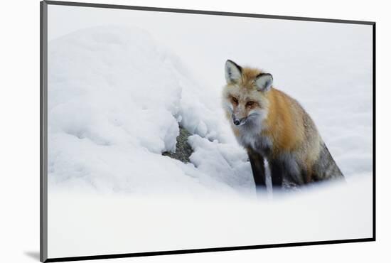 Red Fox in Winter-Ken Archer-Mounted Photographic Print